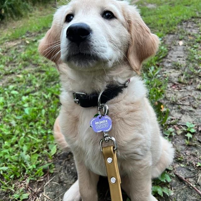 A golden retriever puppy wearing a purple personalized tag