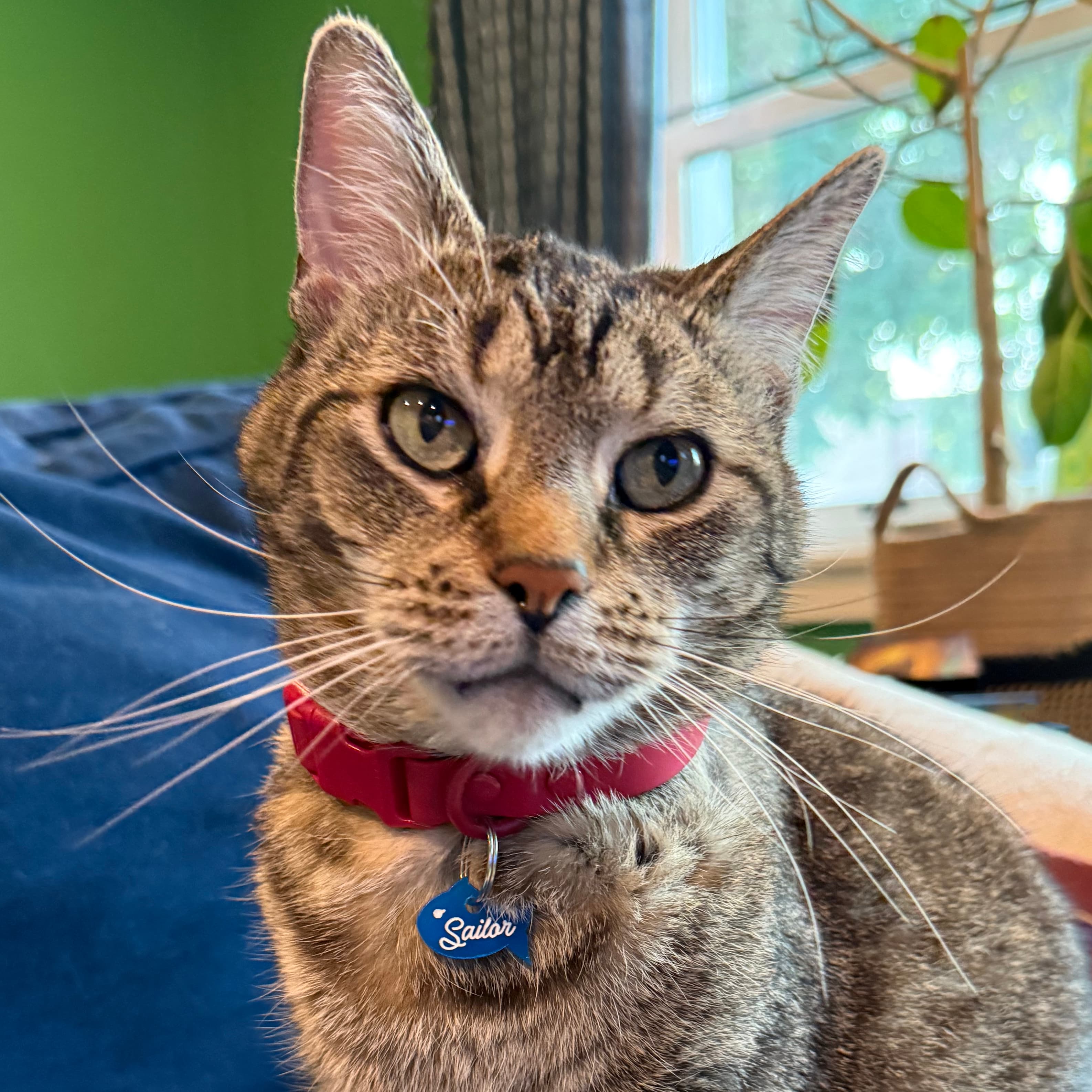 Sailor, a tabby cat wearing a blue personalized fish tag