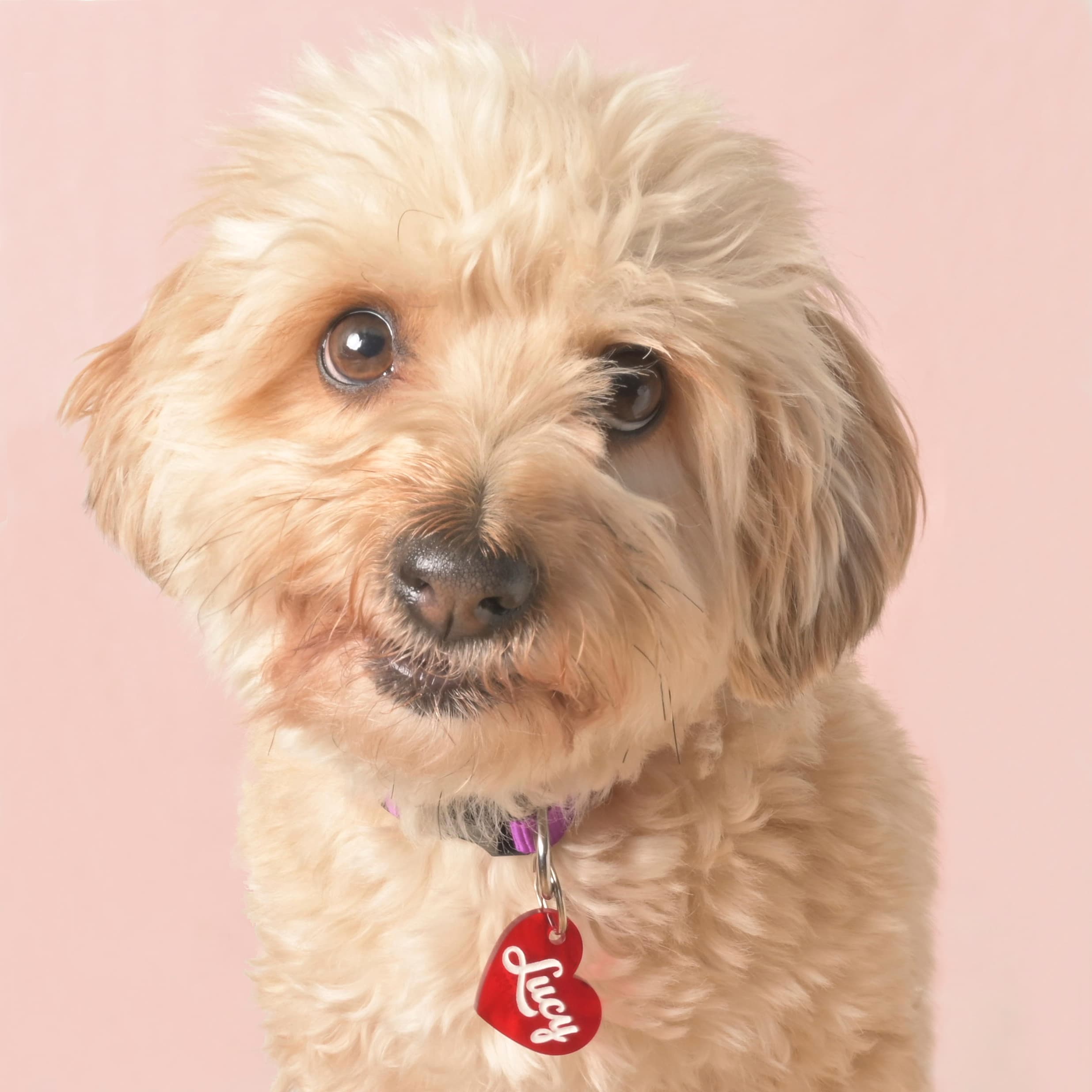 Lucy, a small cream-colored dog wearing a personalized red heart tag